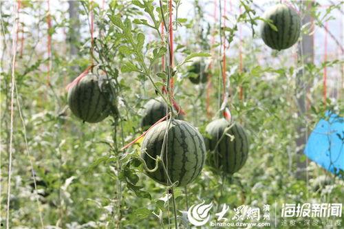 五一今日吃瓜-,盘点热门事件与趣味瞬间